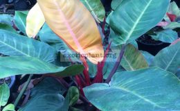philodendron-Sunlight-hybrid