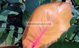 philodendron-Super-Sunlight