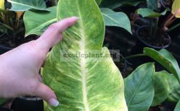 philodendron-Thong-Prakai-Chang-Your-Sang
