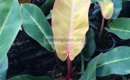 philodendron-Thong-Suk