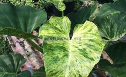philodendron-giganteum-variegated-