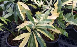 philodendron-goeldii-variegated-philodendron-williamsii-variegated