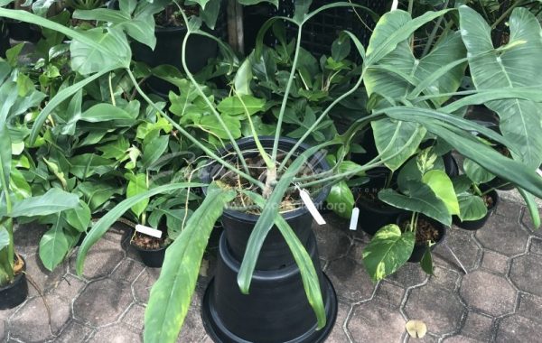 philodendron holtonanum
