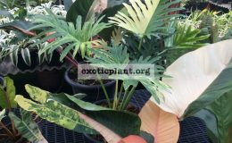 philodendron-hybrid-R1-variegated-