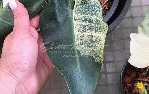 philodendron ilsemanii variegated