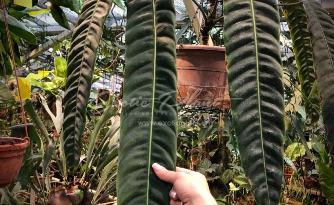 philodendron patriciae
