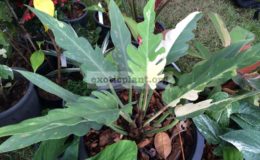 philodendron-pinnatifidum-white-variegated-