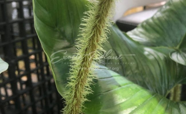 philodendron serpens