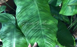 philodendron tenue 150