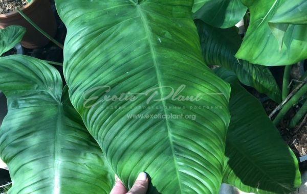 philodendron tenue 150