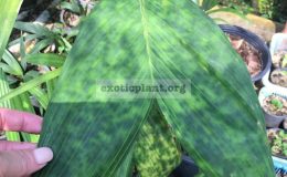 pinanga-disticha-Malay-form-37