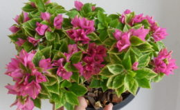 pixie-queen-variegated-750-2-