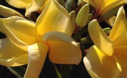 plumeria-Bali-Palace-30
