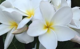 plumeria-Bali-White-25