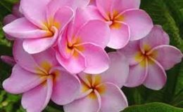 plumeria-Bella-Vista-800