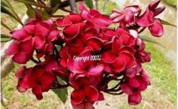 plumeria-Black-Tiger-1000