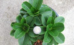 plumeria-Dwarf-Mini-White-Cotton