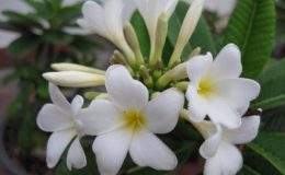 plumeria-Dwarf-Mini-White-Cotton2