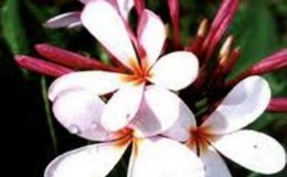plumeria-Dwarf-Singapore-Pink-карлик-750