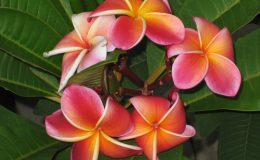 plumeria-Gina