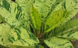 plumeria-Gold-Unyamanee2