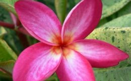 plumeria-Gold-Unyamanee3