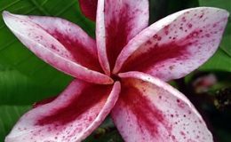 plumeria-Granny-Rorong