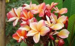 plumeria-Kanlasin-Orange-750