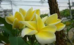 plumeria-Lemon-Drop-850