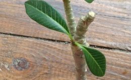 plumeria-MINI-BONSAI-