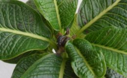 plumeria-Mini-Japan-Gold-1600