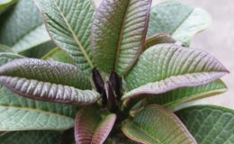 plumeria-Mini-Violet-Star-1600-