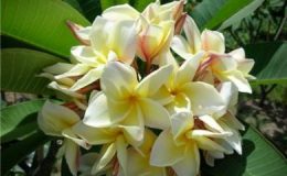 plumeria-Moonlight