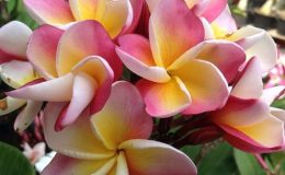 plumeria-Sang-Arun-23