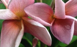 plumeria-Sangam2-18