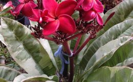 plumeria-Siam-Red-Variegated-45