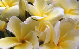 plumeria-Sngam-Yellow-30