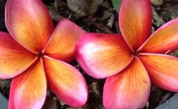 plumeria-Som-Samgo-20