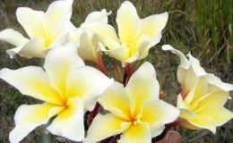 plumeria-Vichanu-Gold