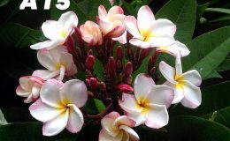 plumeria-a15-20