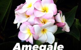 plumeria-amegale-20