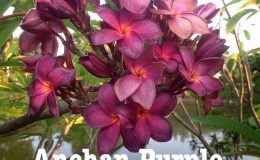 plumeria-anchan-purple-50