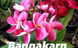 plumeria-bannakarn-20