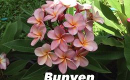 plumeria-bunyen-20