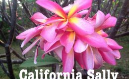 plumeria-california-sally-50