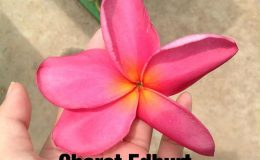 plumeria-charot-edburt-25