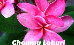 plumeria-chompu-loburi-28