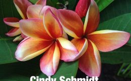 plumeria-cindy-schmidt-20