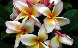 plumeria-coral-cream-750