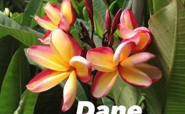plumeria-dane-25